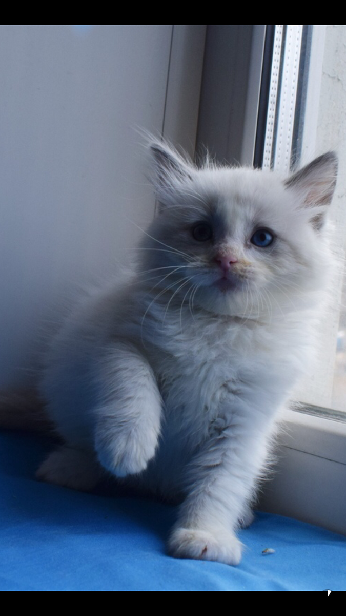 Такой мы впервые увидели нашу Ульфрику.