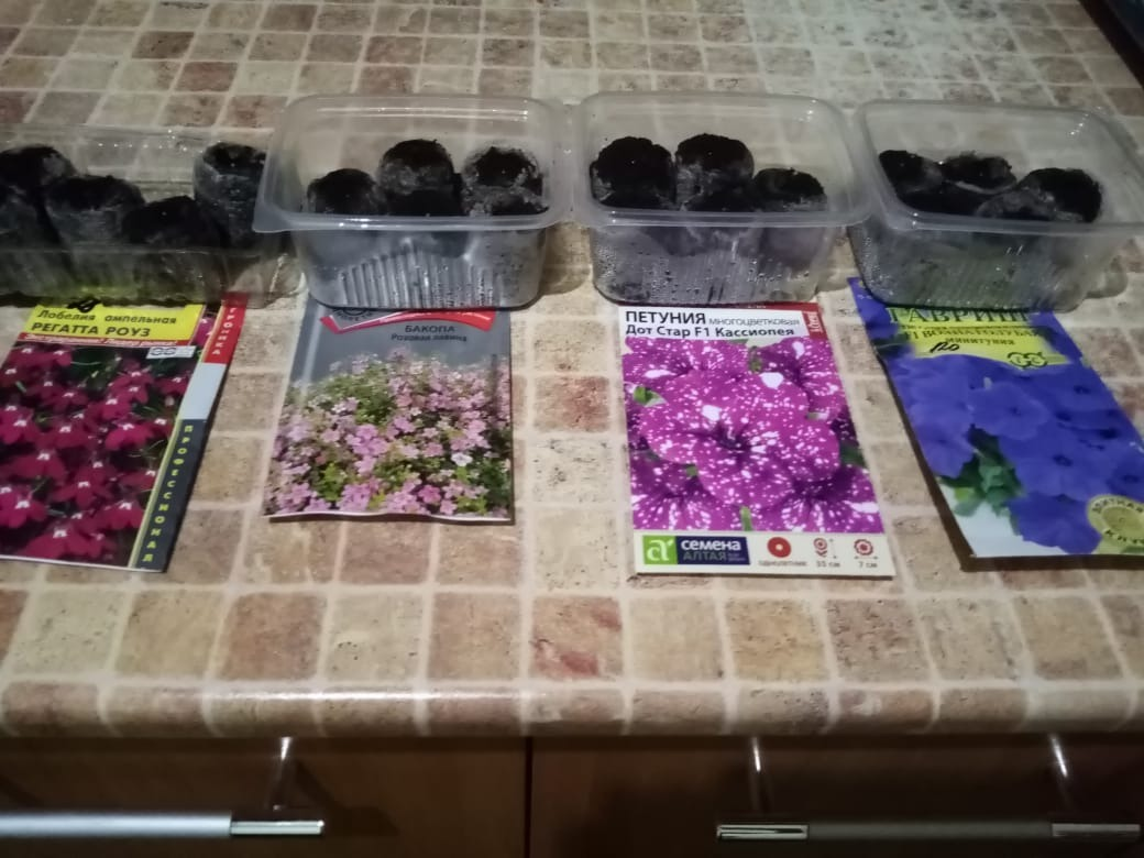 Каждый сорт сею в отдельный контейнер