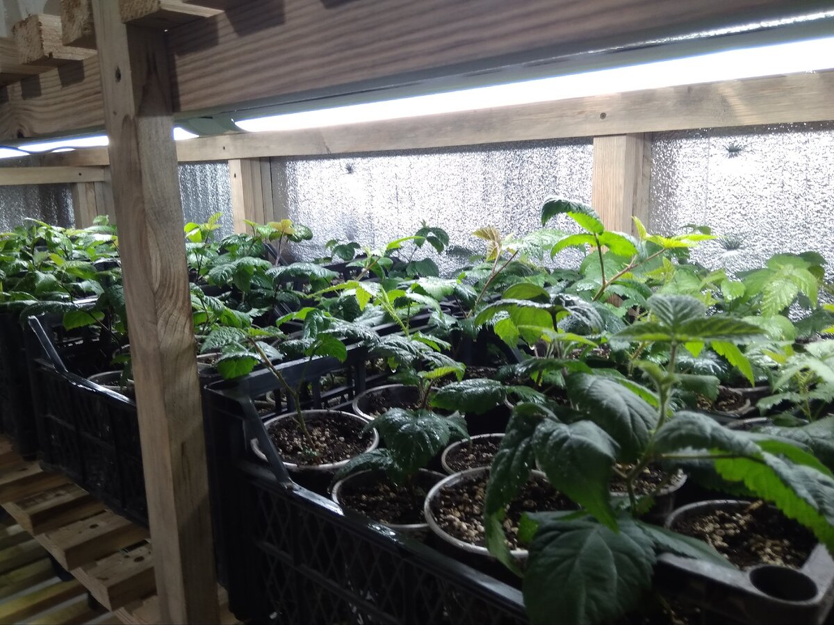 Саженцы ежевики. 