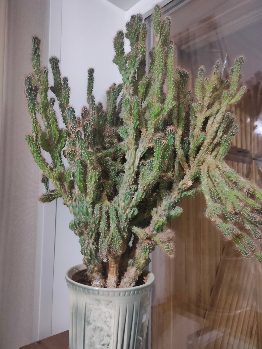 А этого "малыша" я выращиваю с 1997 года, когда оторвала кусочек на преддипломной практике 