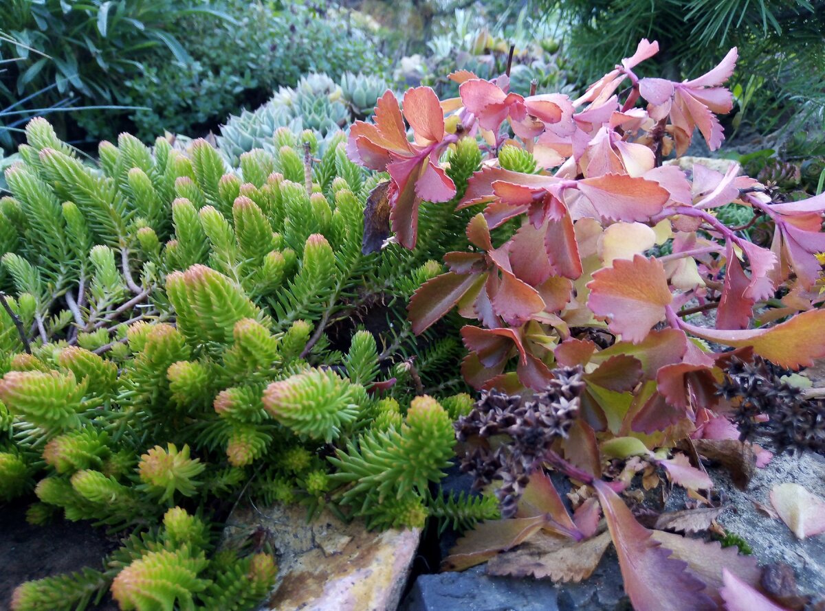 Седмы очень разнообразны