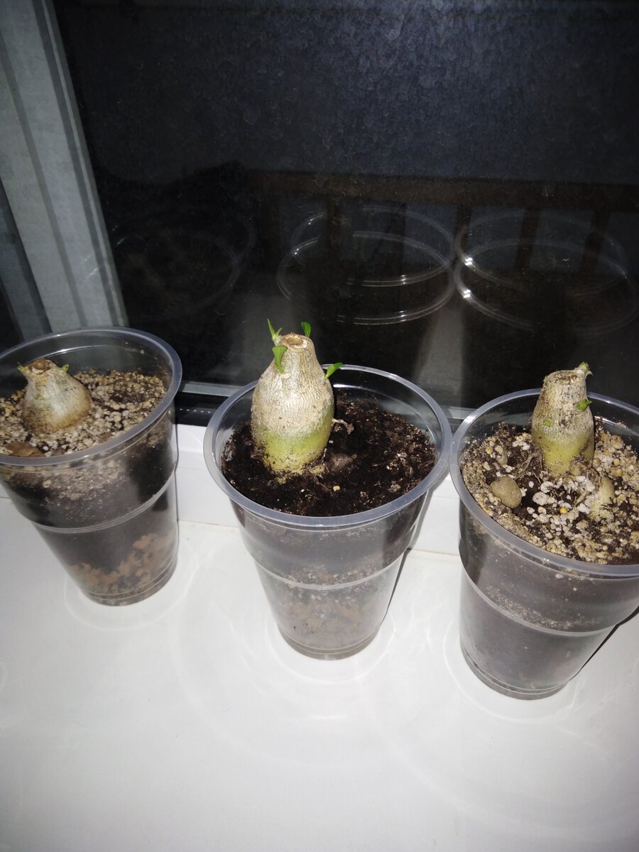 Это результат через 2 недельки. 