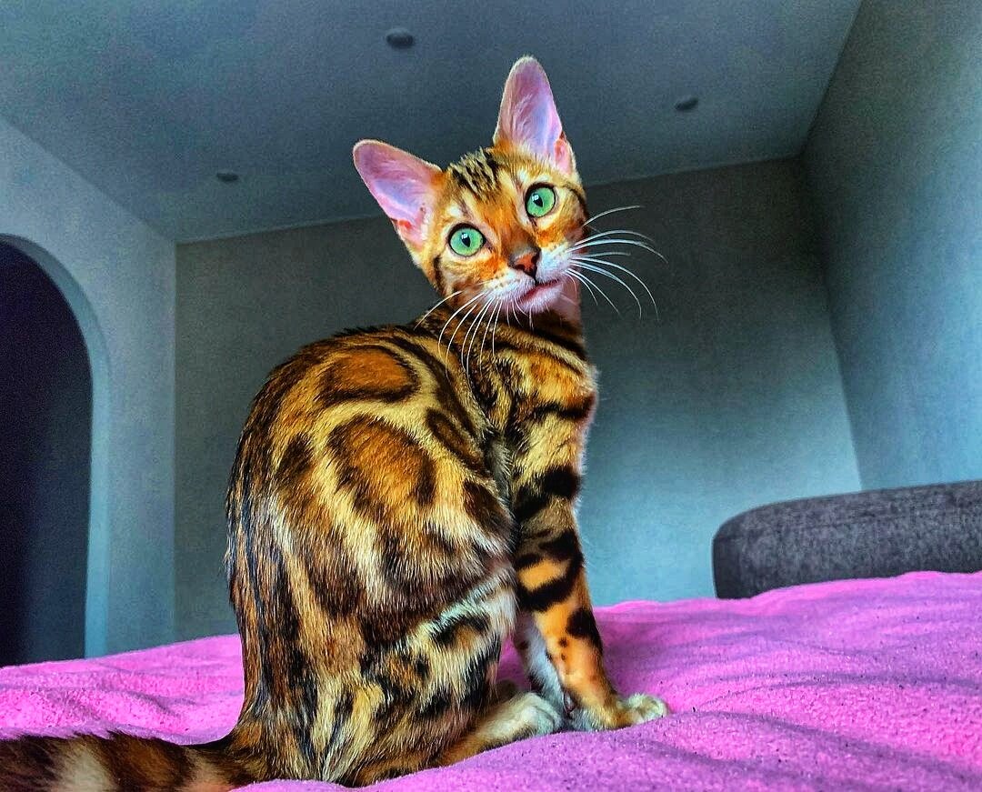 Посмотрите идеальные пятна котика. Можно умереть от красоты))))