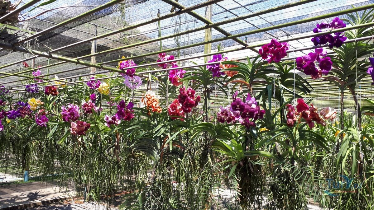 Теплица орхидей в пушкино. Ферма орхидей Тайланд. Орхидеи в оранжерее Тайланд. Фаленопсис Farm. Шкарет ферма орхидей.