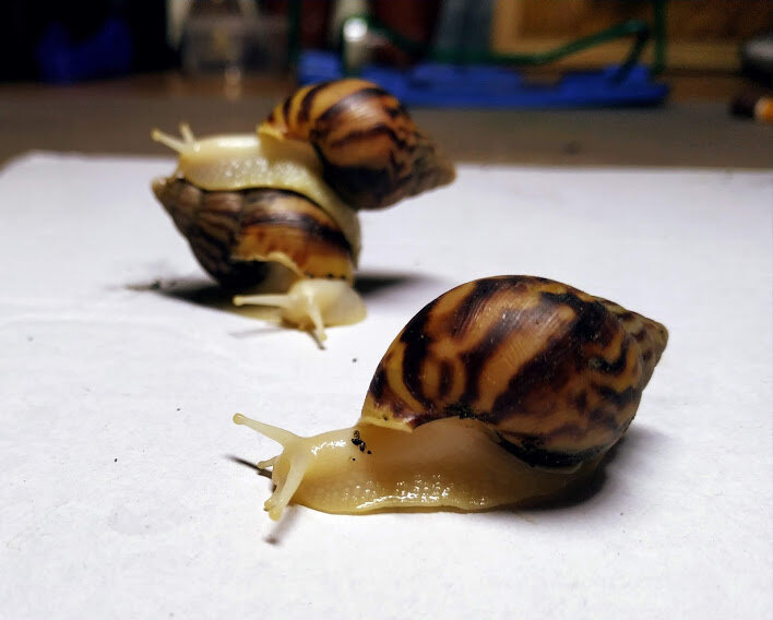 двухмесячные ахатины 