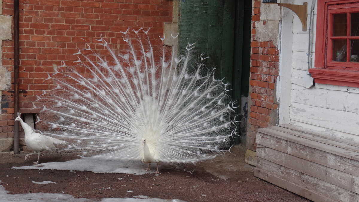 У них нет имён, по сути обычные курицы, но сколько красоты!