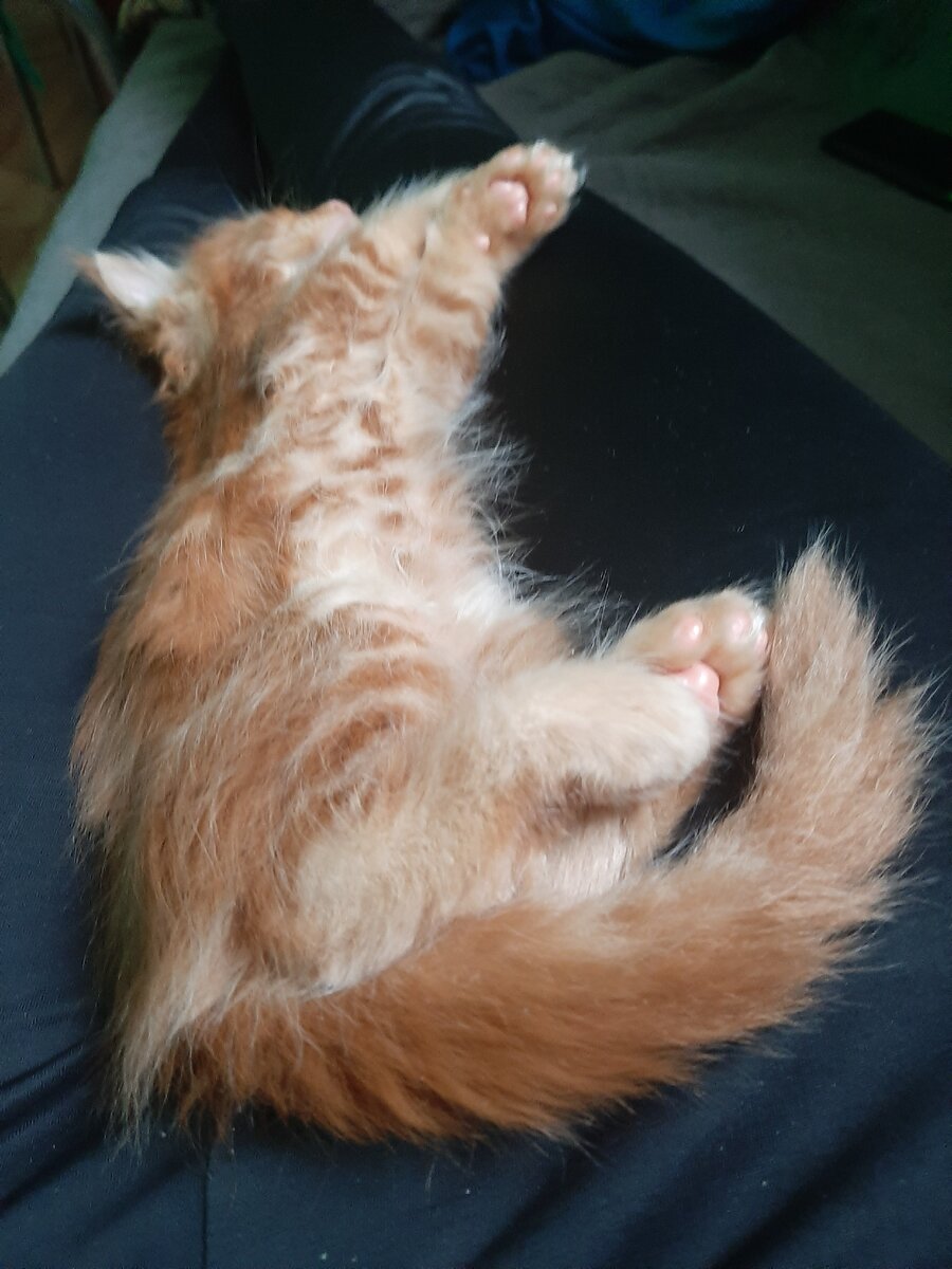 Персик 1,5 месяцев