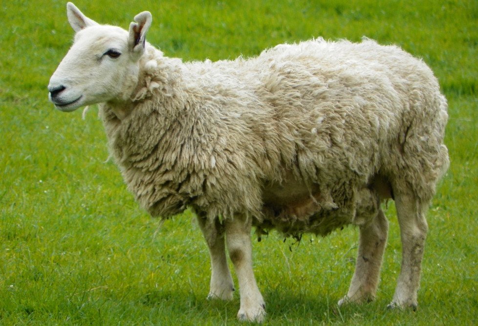 Баран Олег.