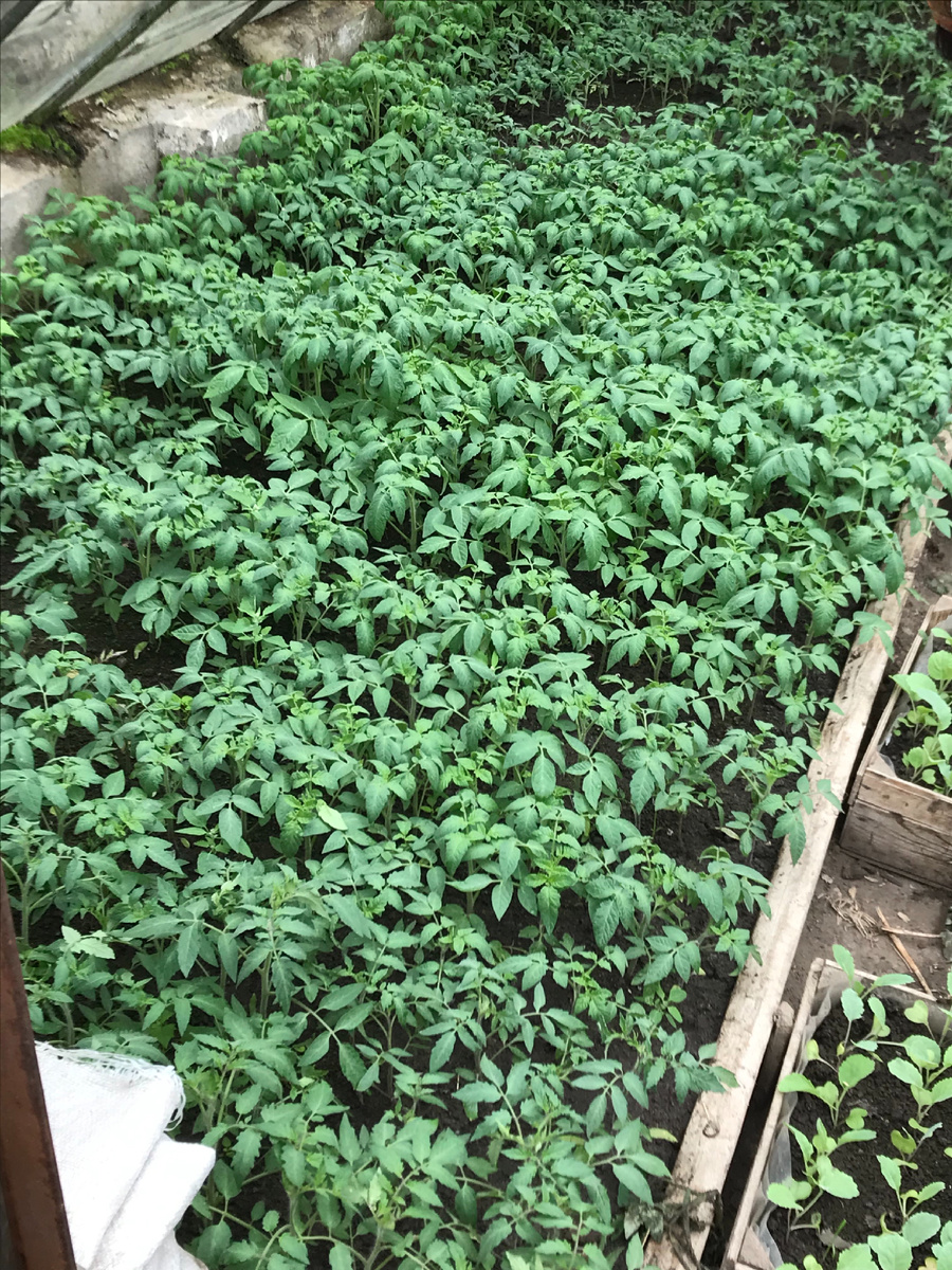 Так выглядит помидор у нас в теплице.