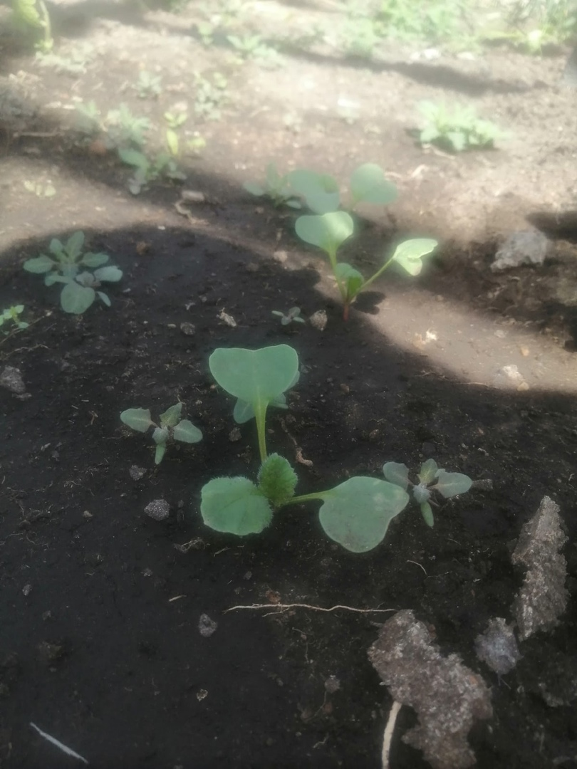 Лучше всего растет редиска:D Ощущения, что все другие овощи не очень со мной хотят дружить