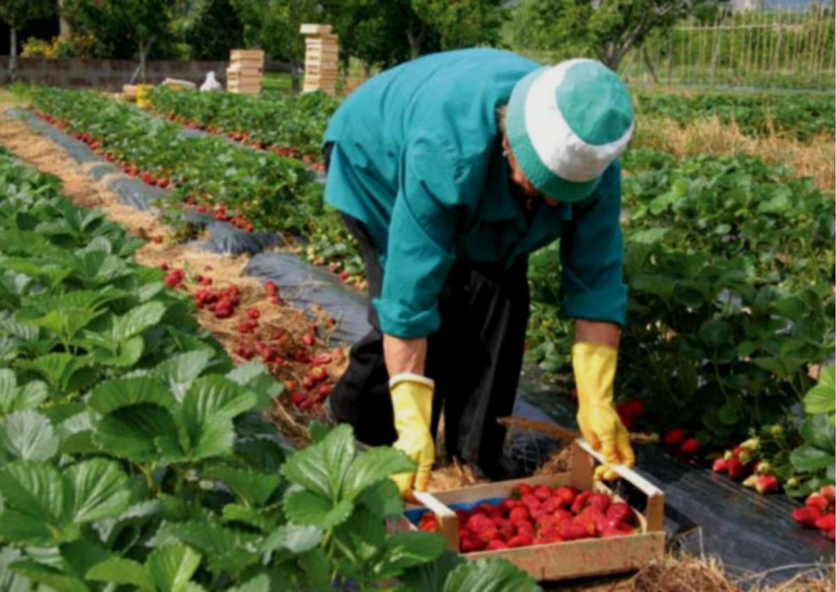 Как вырастить клубнику новичку. 4 основных шага. | Agronavt | Дзен