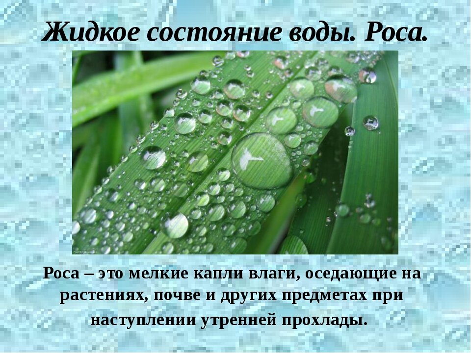 Что такое роса для детей. Презентация на тему роса. Роса это водяные капли. Мелкие капли влаги на растениях.