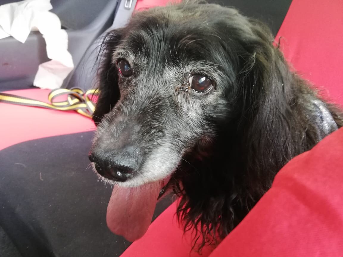 Это та самая Симочка по дороге в новый дом