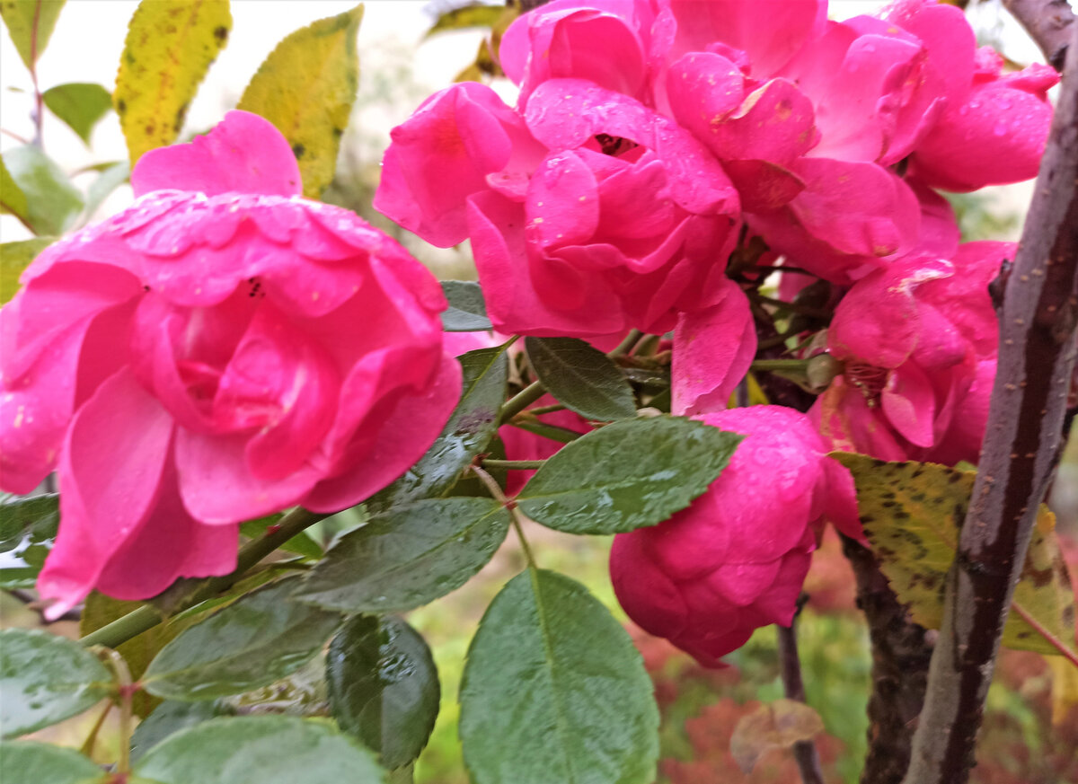  Роза Анжела, Кордес. Середина ноября, а роза все еще с цветами. Фото автора.