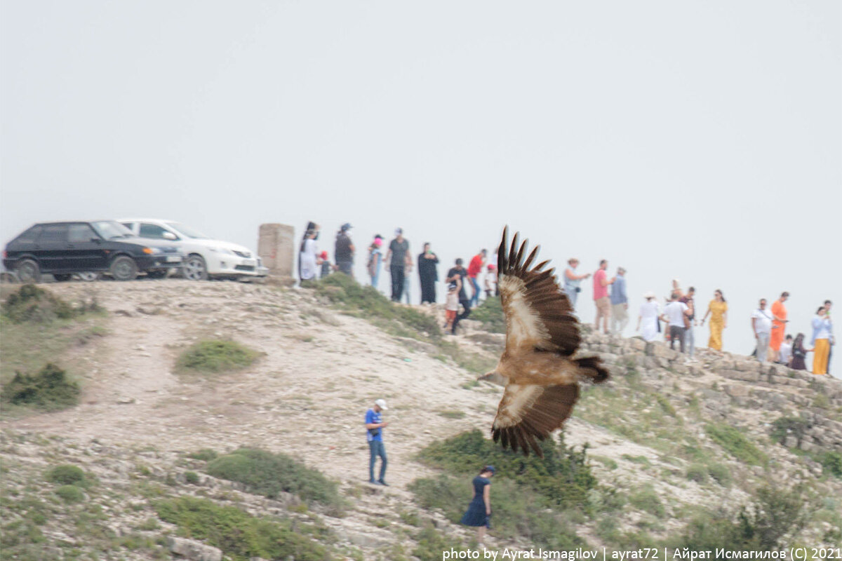 Четвертый очерк - отряд: Соколообразные Falconiformes