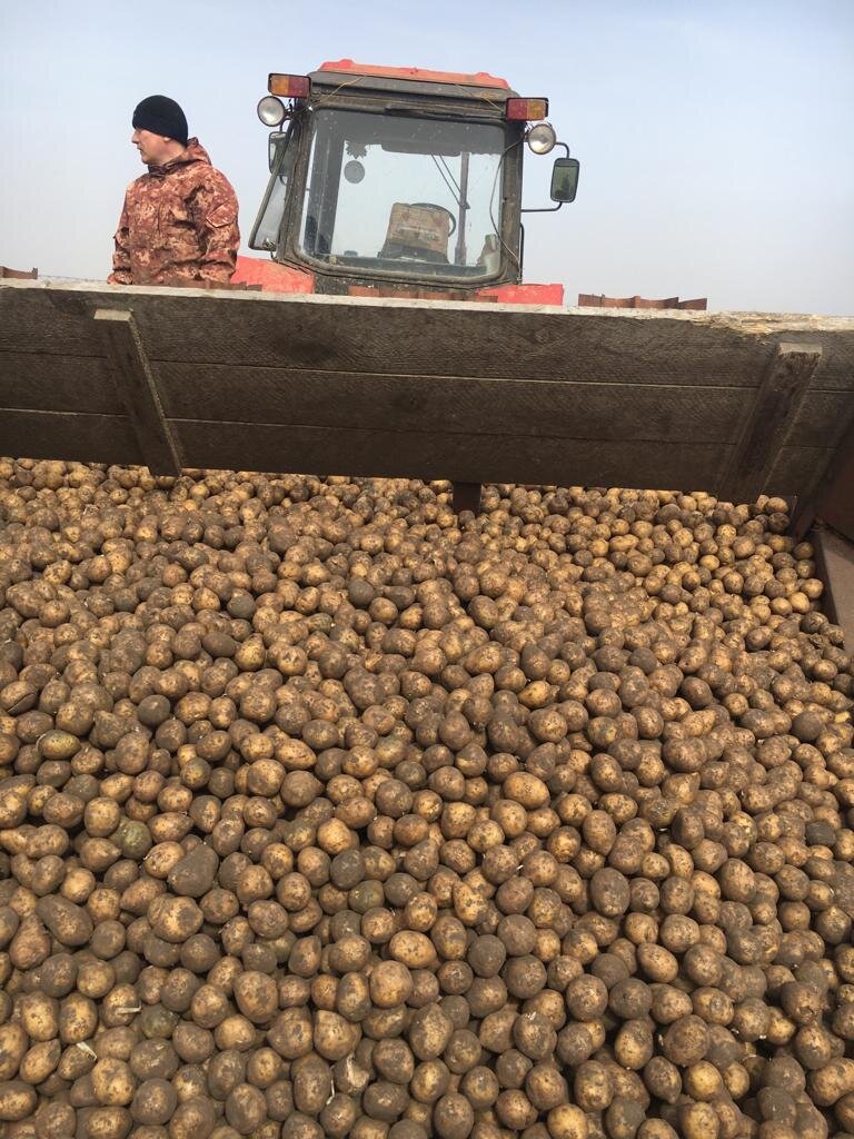 В СПК «Правда» в 2022 году увеличат  посевные площади картофеля на 20%