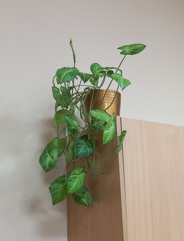 Вот такой сингониум на работе.