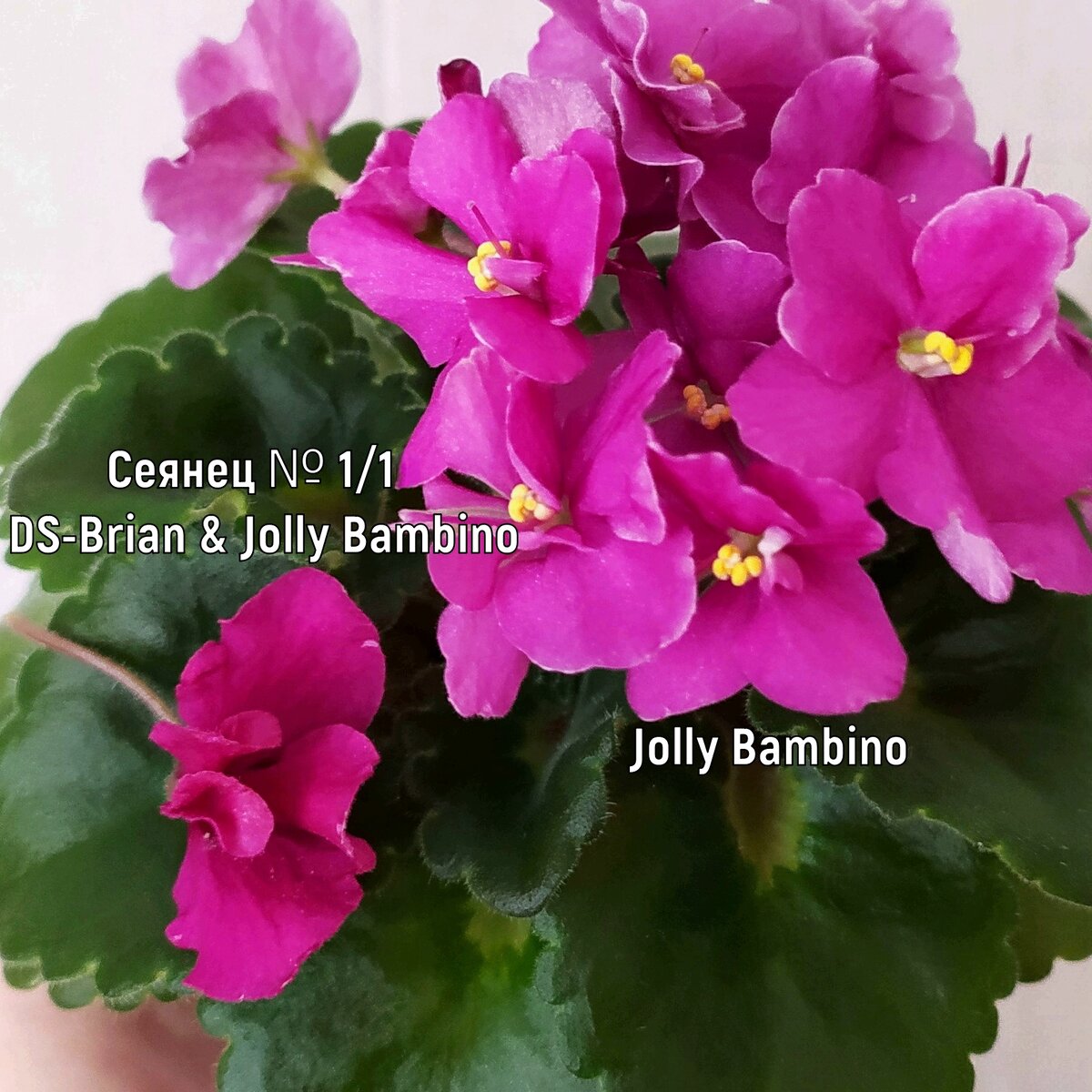 Сравнение цветов сеянца № 1/1 и Jolly Bambino