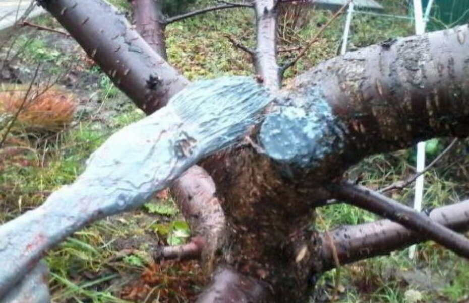 Обработка медным купоросом.