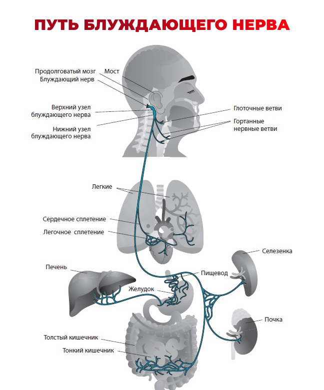 Блуждающий нерв участвует в. Блуждающий нерв менингеальная ветвь. Блуждающий нерв Vagus. Блуждающий нерв иннервирует органы. Стэнли Розенберг блуждающий нерв.