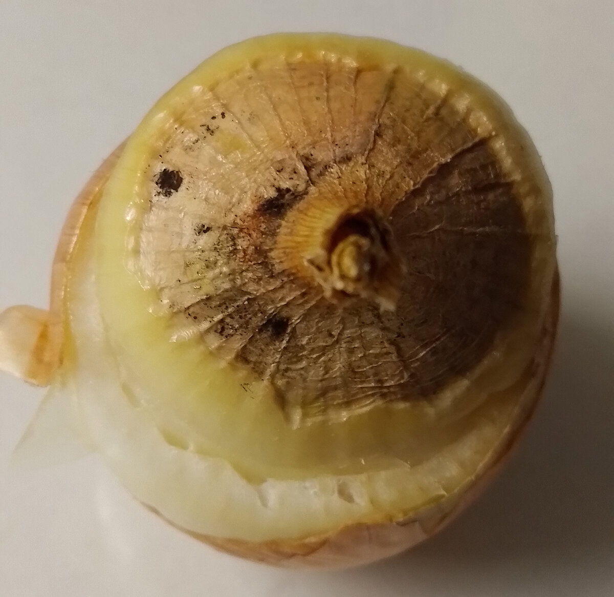 Шейковая гниль лука