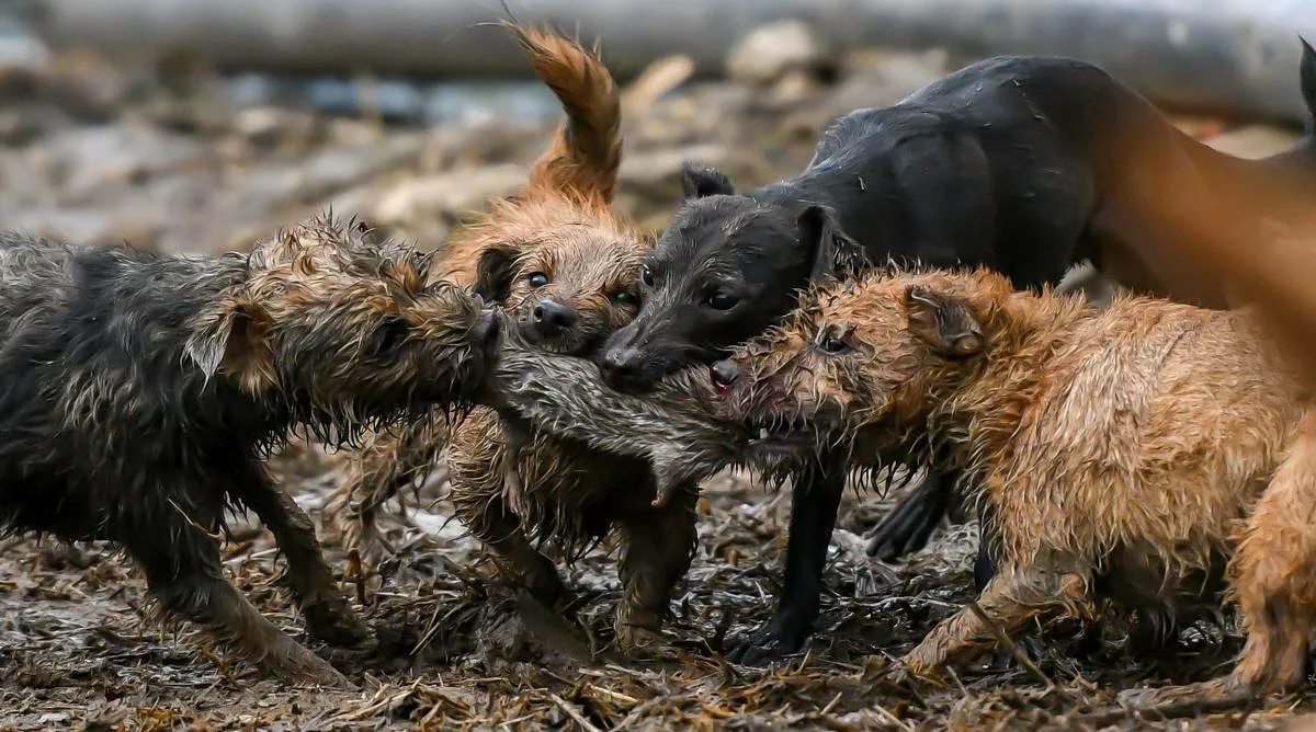 складчатомордый листонос.