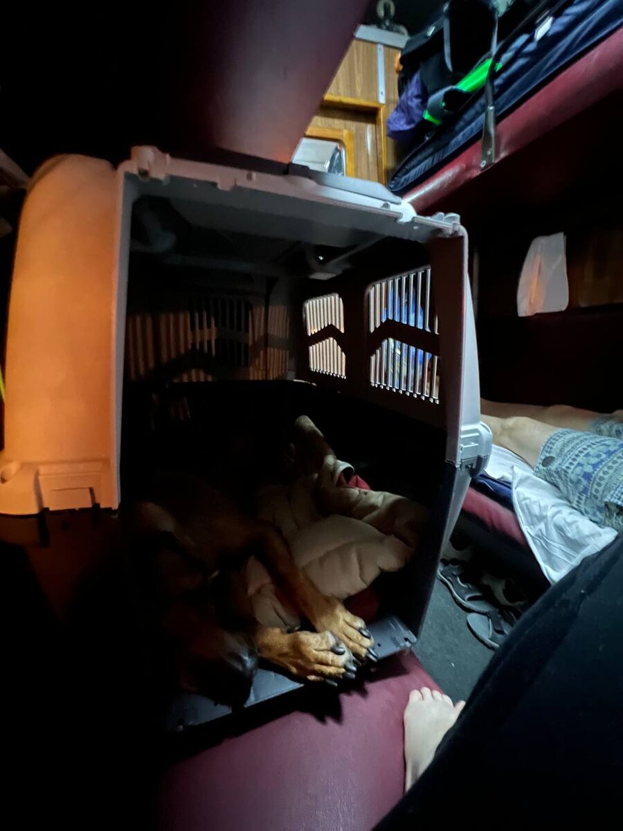 На поезде в Казахстан с собакой