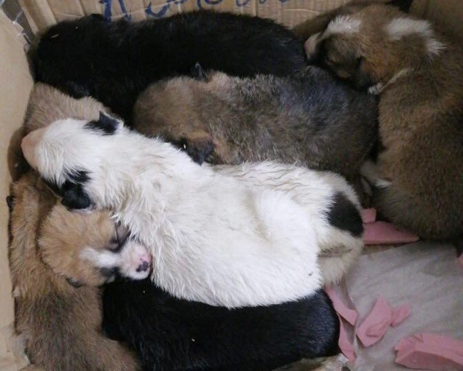 Спасенные щенки 