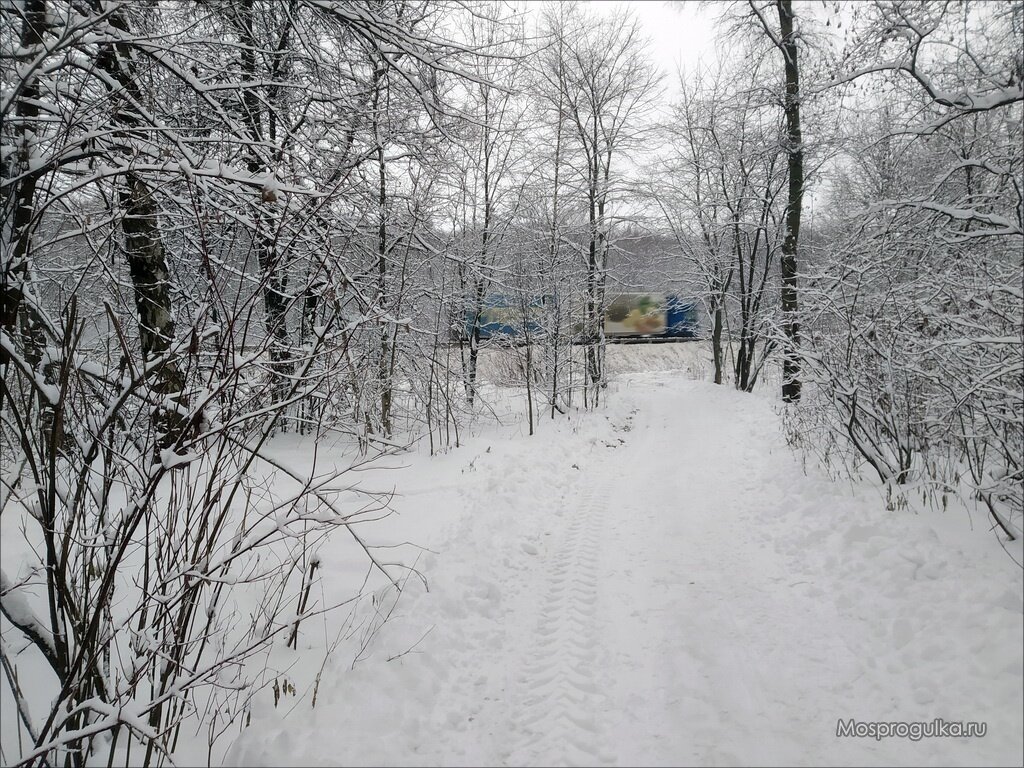 Зима в Москве: прогулка по Алёшкинскому лесу | Моспрогулка | Дзен