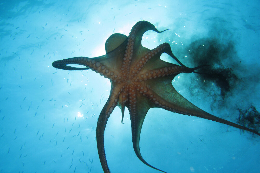      Фото: Shutterstock.com Всем известный оттенок коричневого, цвет «сепия», произошел от латинского названия каракатиц — Sepiida. Эта краска изготавливалась из чернил каракатиц. Сначала последние использовались только в рисовании и письме, и только потом их стали употреблять в пищу.
