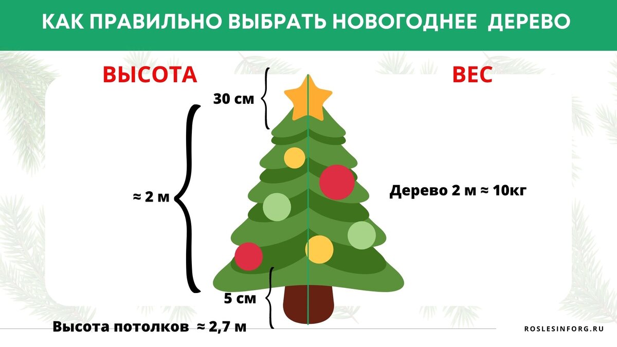 Выбираем к Новому году живую ель, которая долго простоит дома |  Рослесинфорг | Дзен