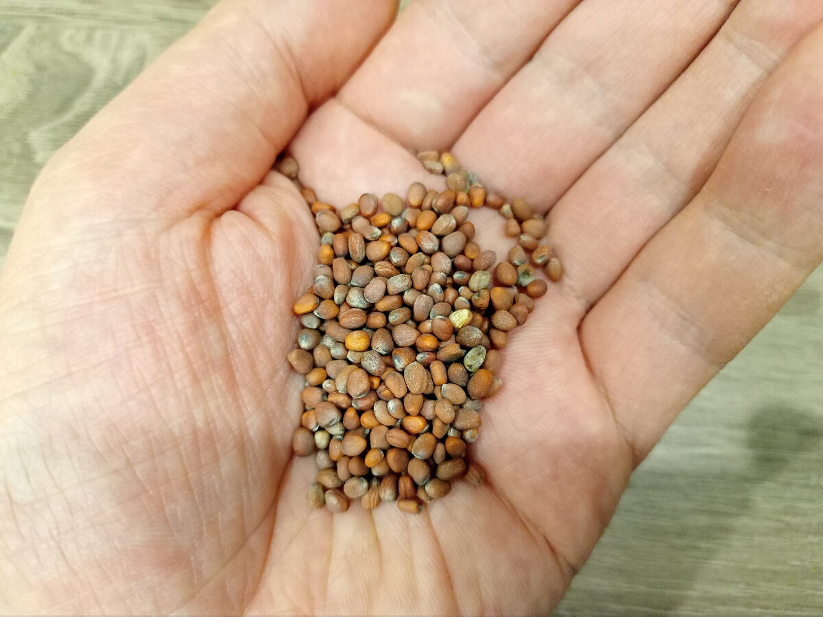 Чистые, необработанные стимуляторами семена для микрозелени редиса