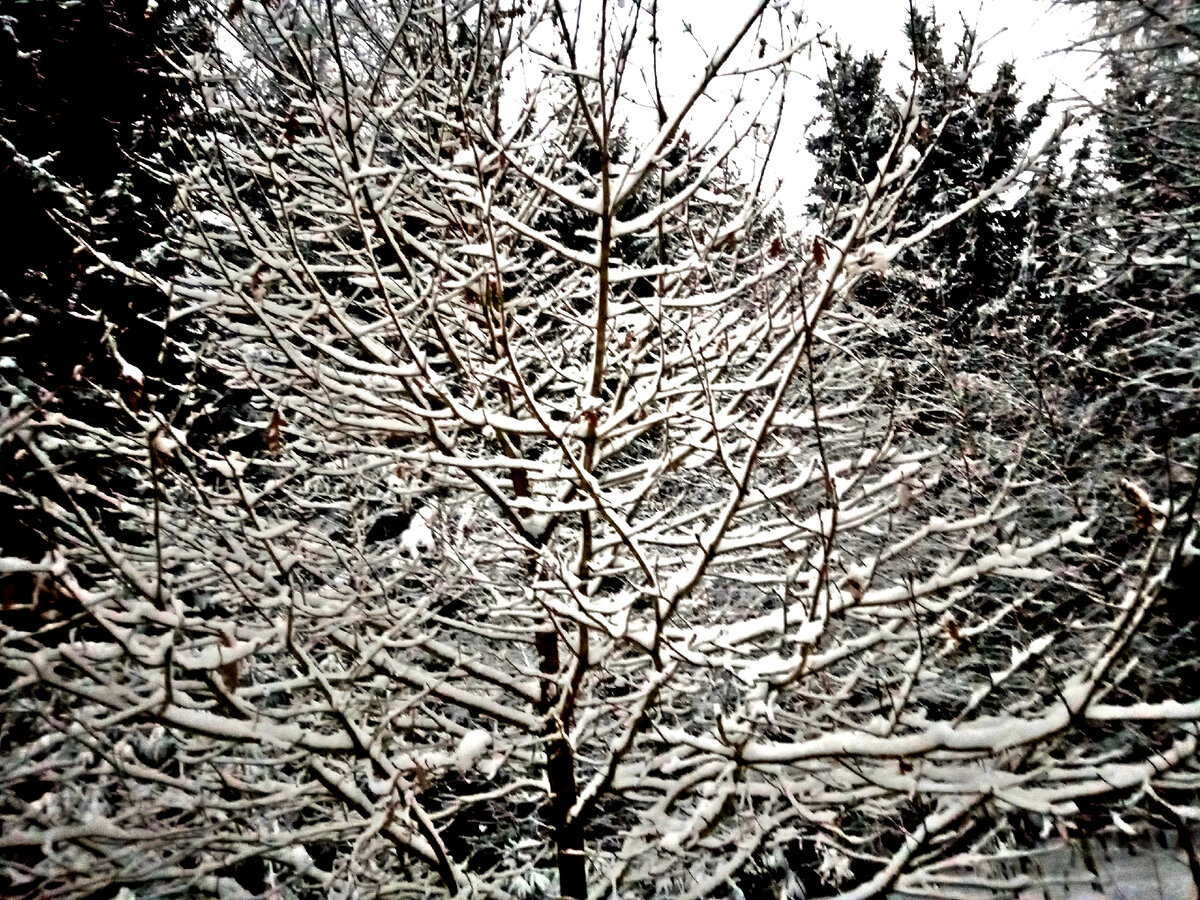 Кружева кудесницы зимы. Авторское фото Татьяны Федотовой