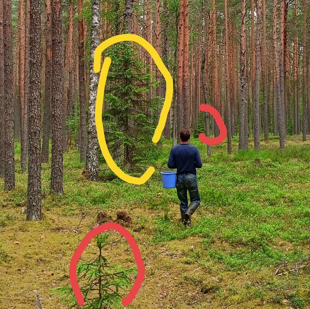 Представьте, что этих ёлок на пейзаже нет. Внезапно, это даже не трагедия, лес остался лесом