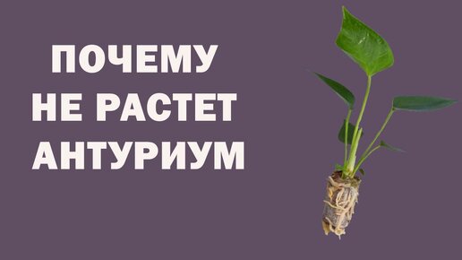 ПОЧЕМУ НЕ РАСТЕТ ДЕЛЕНКА АНТУРИУМА / ИССЛЕДУЮ И ДЕЛАЮ ОПЕРАЦИЮ