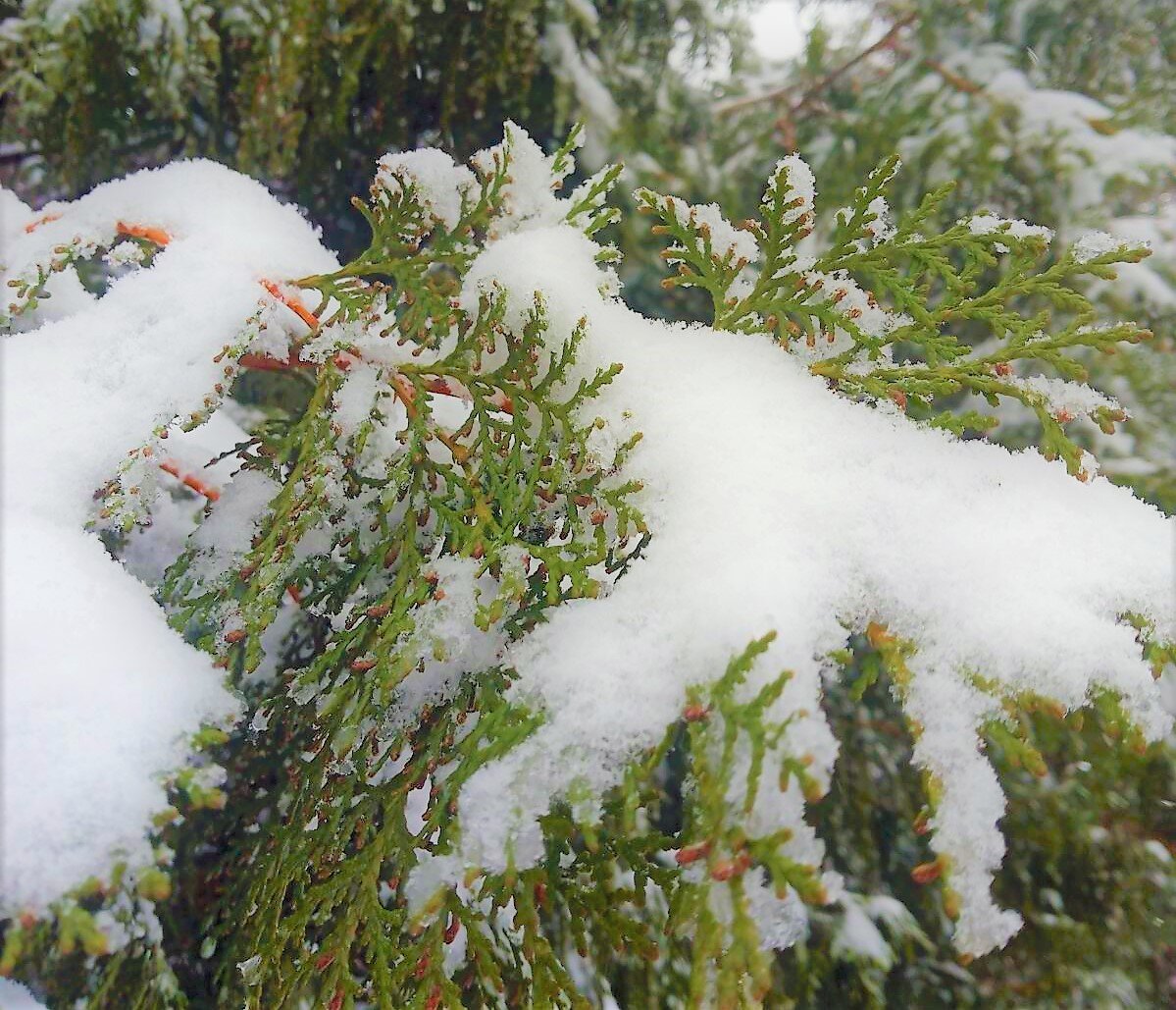 Фото автора канала *** Мама Лора***