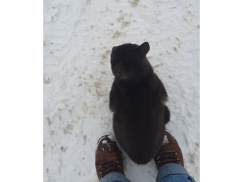 Сел в ногах и ждет защиты и помощи