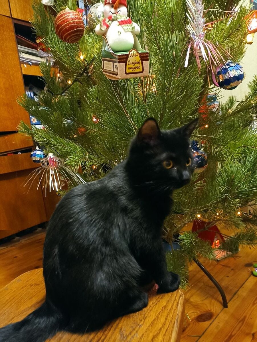 У Свати оказалось больше терпения )) С Новым годом!