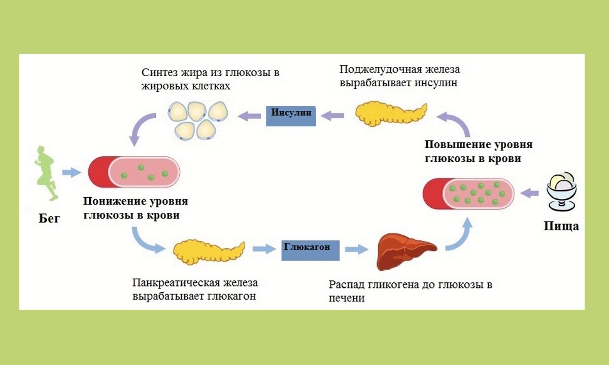 Белковое окно после тренировки