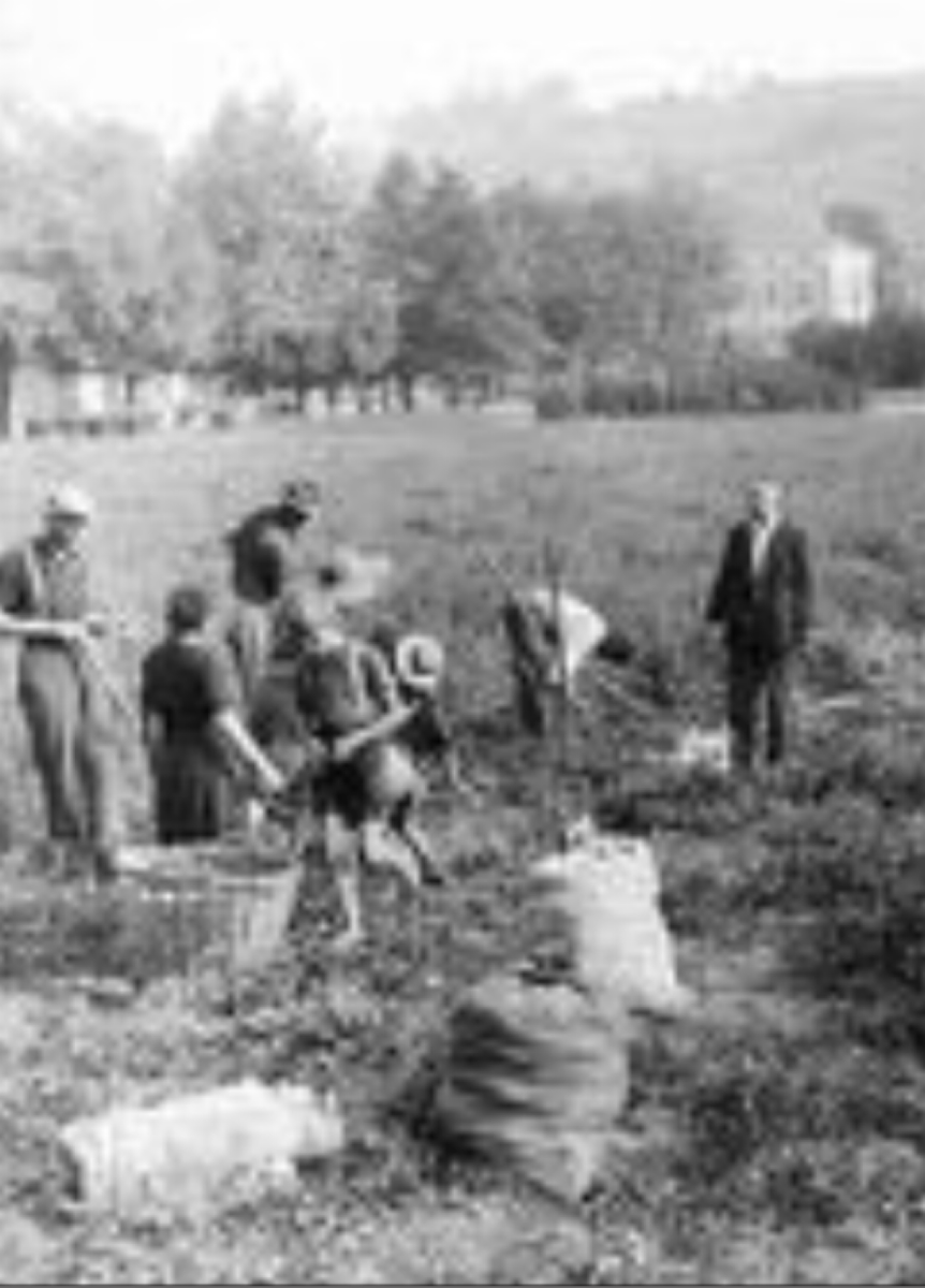 В голодные военные годы в Италии выращивали ячмень