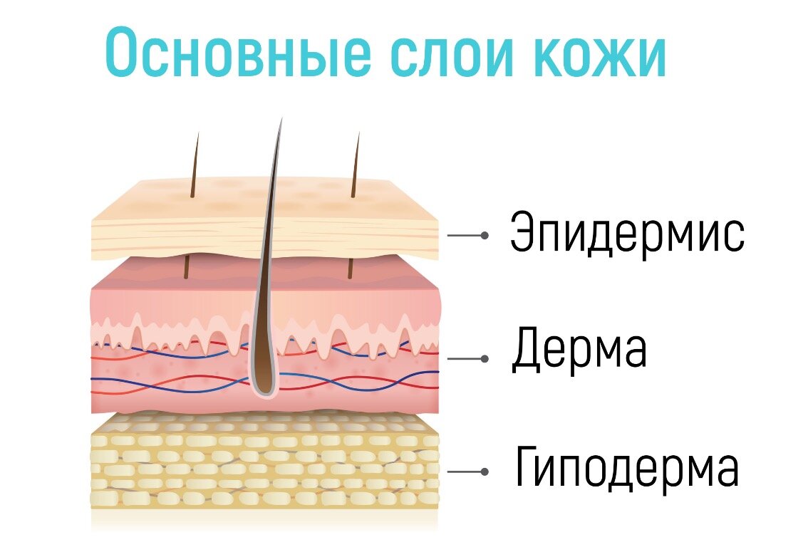 Эпидермис гиподерма