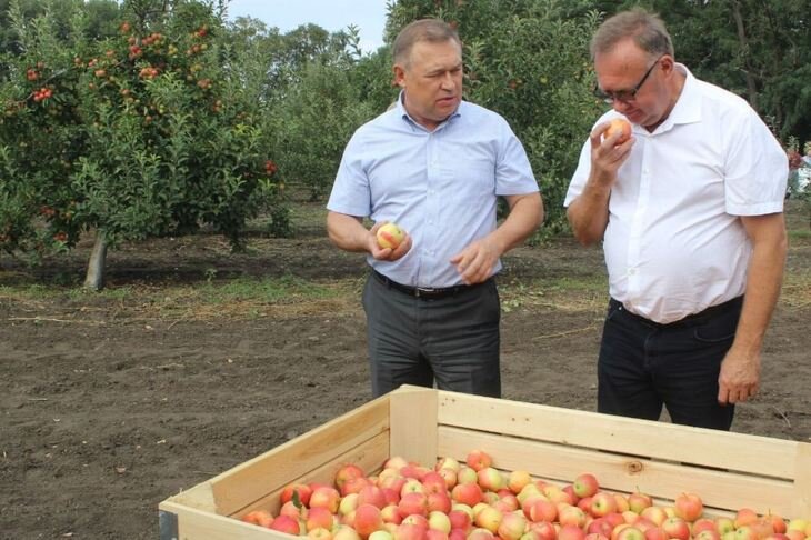    По итогам 2022 урожай донских плодов и ягод вырос на 30%