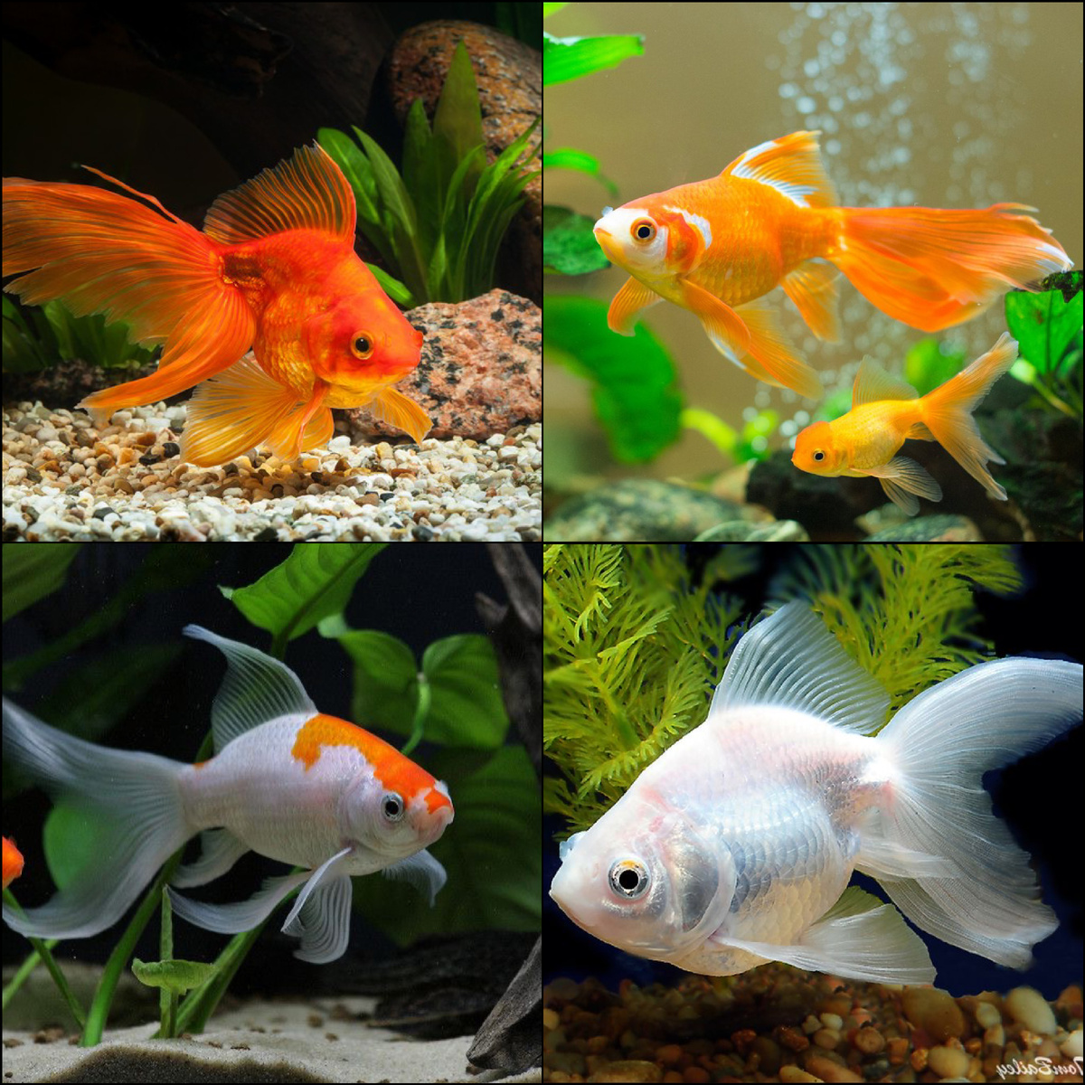 Золотые рыбки
