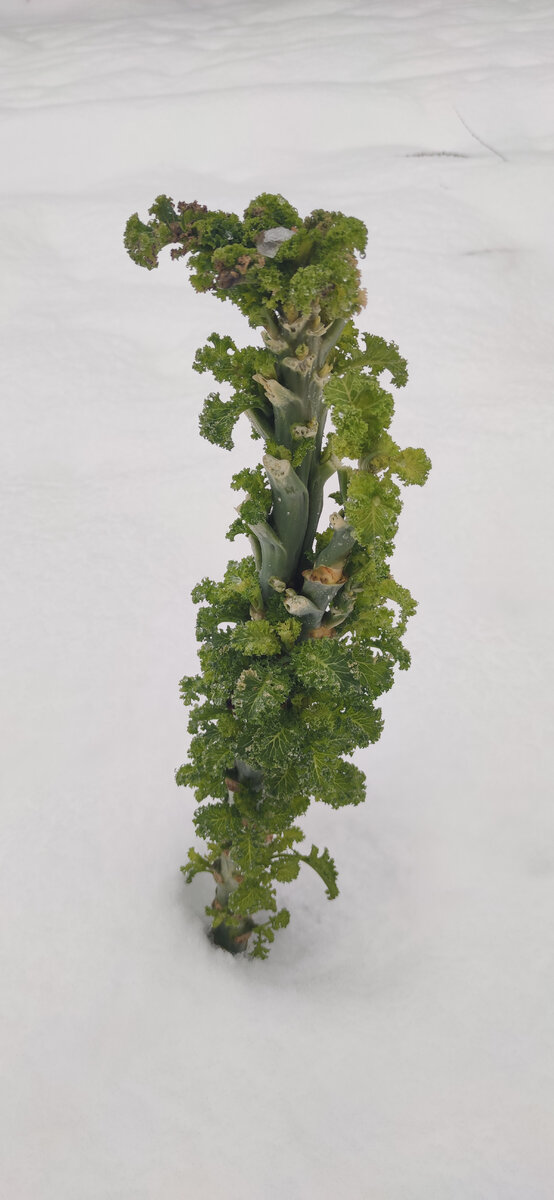 31 декабря 2022 года