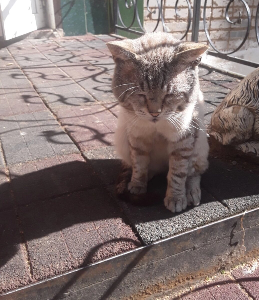 Улица не щадит ни кого. Заболевший и похудевший.