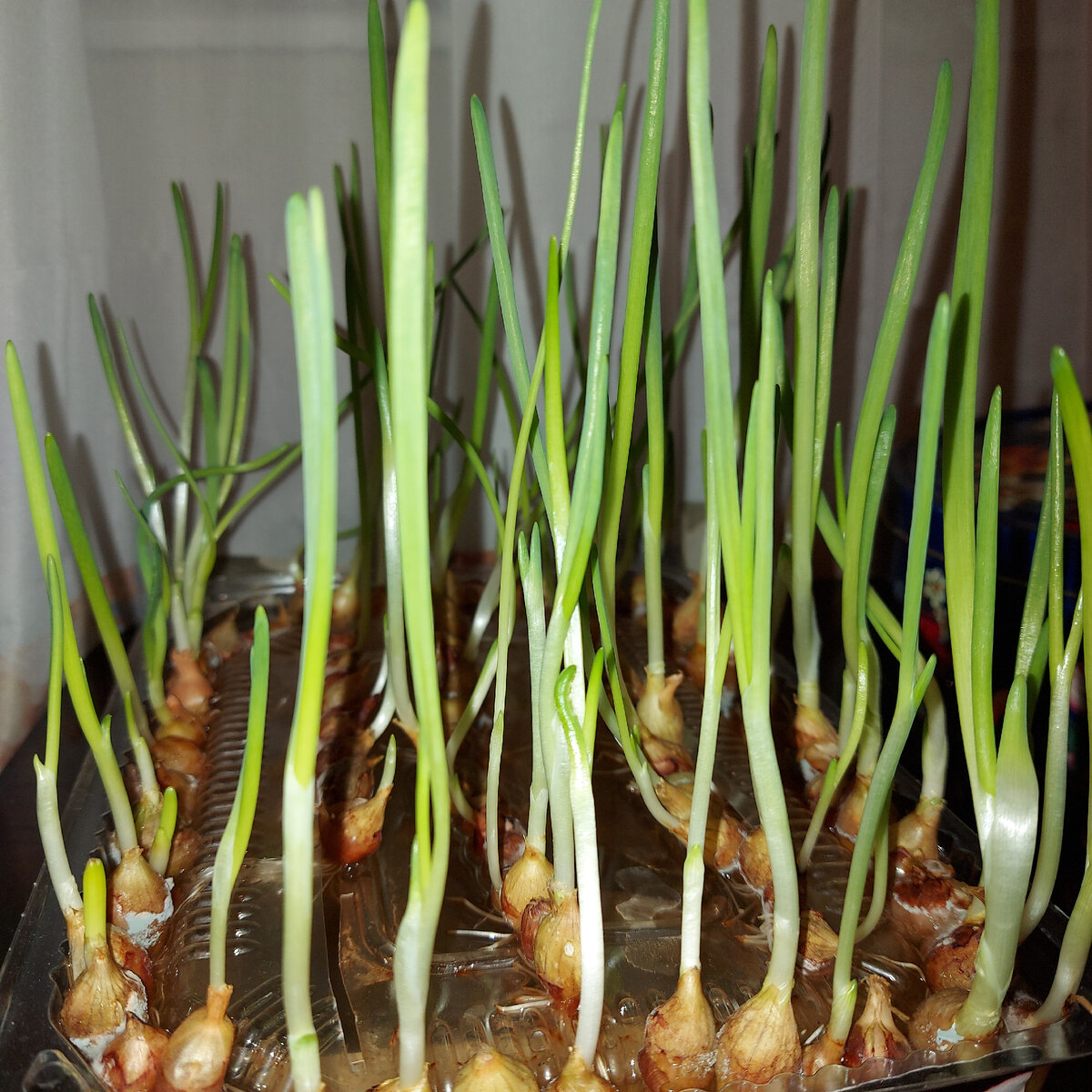 Домашний огород