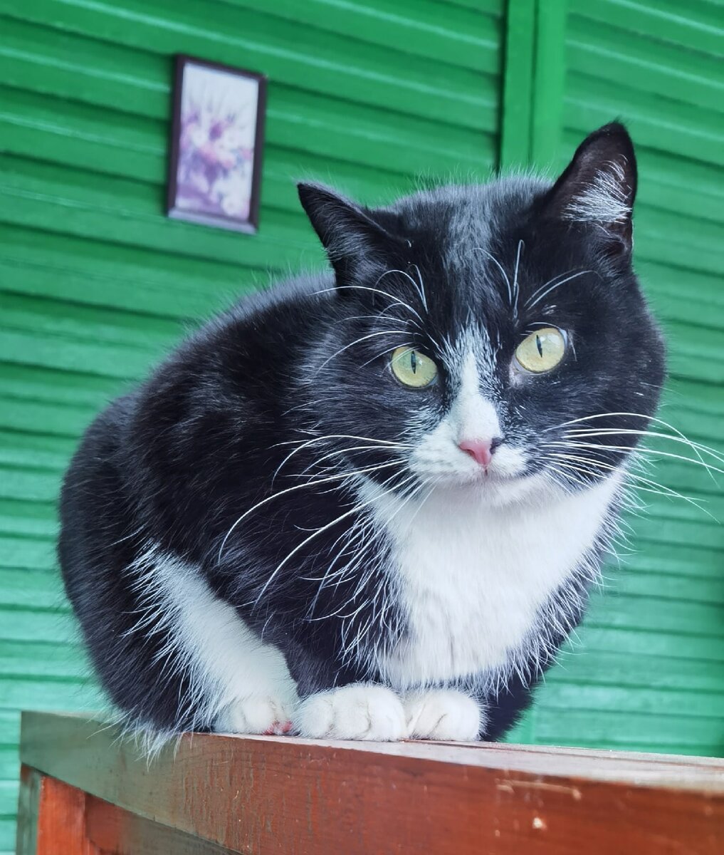Алиса