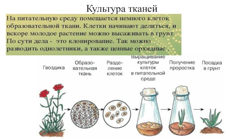 Культура клеток и тканей растений. Культура тканей вегетативное размножение. Размножение растений культурой тканей. Размножение растений методом культуры тканей. Культура тканей это в биологии 6 класс.