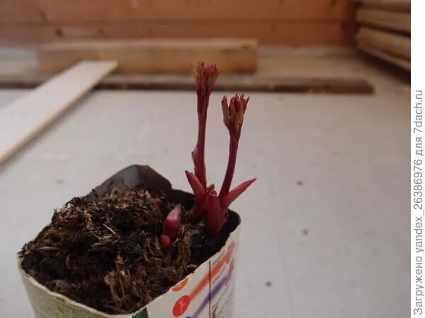 Фото с интернета