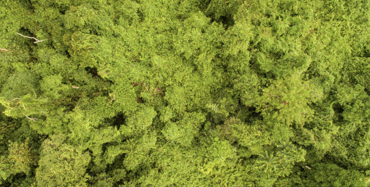 ОРАНГУТАНЫ — САМЫЕ ТЯЖЕЛЫЕ ЖИВОТНЫЕ, ЖИВУЩИЕ НА ДЕРЕВЬЯХ.
Они проводят большую часть своей жизни, качаясь в кронах деревьев, и им нужны обширные участки леса, чтобы найти достаточно еды и партнеров. 

